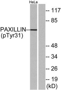 Paxillin (phospho Tyr31) rabbit pAb