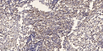 Paxillin (phospho Tyr31) rabbit pAb