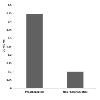 Paxillin (phospho-Tyr88) antibody