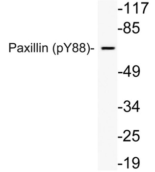 Paxillin (phospho-Tyr88) antibody