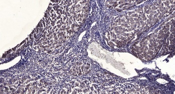 Paxillin (phospho Tyr88) rabbit pAb