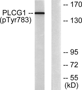 PLC γ1 (phospho Tyr783) rabbit pAb