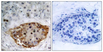 PTEN (phospho Ser370) rabbit pAb
