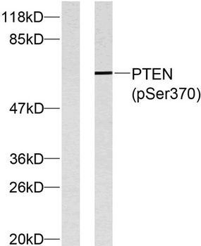 PTEN (phospho-Ser370) antibody