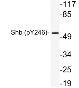 Shb (phospho-Tyr246) antibody