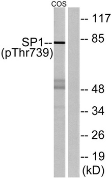 Sp1 (phospho Thr739) rabbit pAb