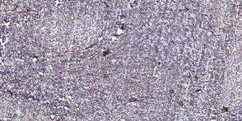Sp1 (phospho Thr739) rabbit pAb