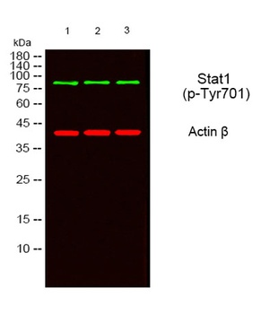 Stat1 (phospho-Tyr701) antibody