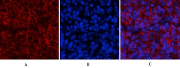 Stat1 (phospho Tyr701) rabbit pAb