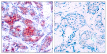 Stat4 (phospho Tyr693) rabbit pAb