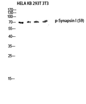 Synapsin I (phospho-Ser9) antibody