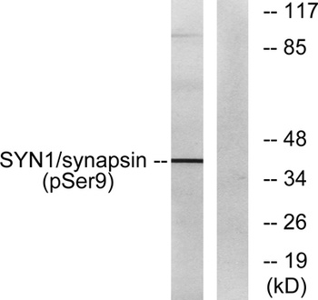 Synapsin I (phospho Ser9) rabbit pAb