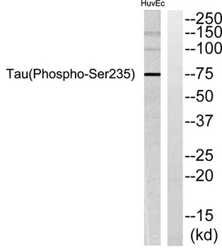Tau (phospho-Ser235) antibody
