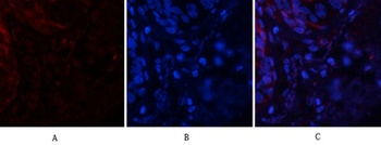 Tau (phospho Ser396) rabbit pAb