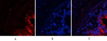 Tau (phospho Ser396) rabbit pAb