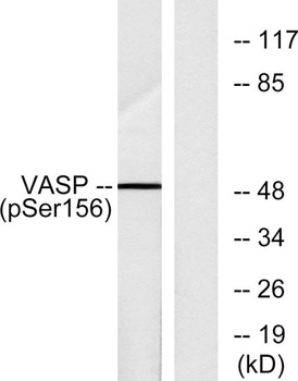 VASP (phospho Ser157) rabbit pAb