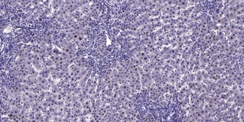 p53 (phospho Ser37) rabbit pAb