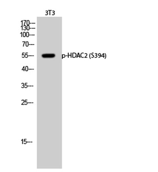 HDAC2 (phospho-Ser394) antibody