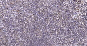 p27 (phospho Thr187) rabbit pAb