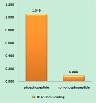 Ephrin-B1/2 (phospho Tyr330) rabbit pAb