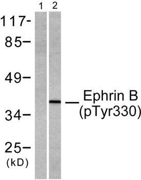 Ephrin-B1/2 (phospho-Tyr330) antibody