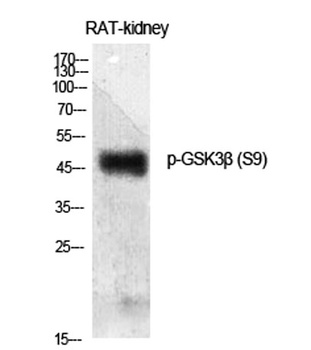 GSK3β (phospho Ser9) rabbit pAb