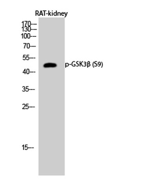 GSK3β (phospho Ser9) rabbit pAb