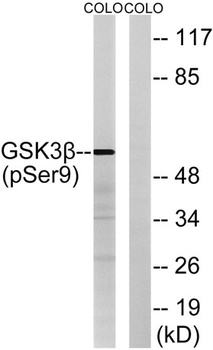 GSK3β (phospho Ser9) rabbit pAb