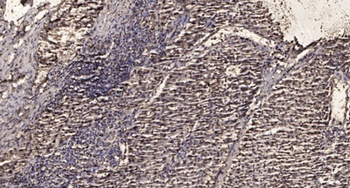 GSK3β (phospho Ser9) rabbit pAb