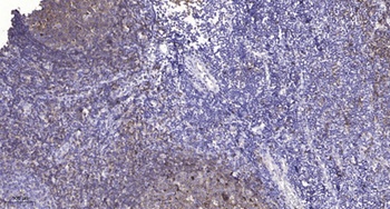 c-Src (phospho Tyr419) rabbit pAb