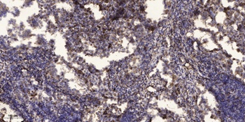 Rad17 (phospho Ser645) rabbit pAb