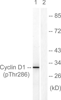 Cyclin D1 (phospho-Thr286) antibody
