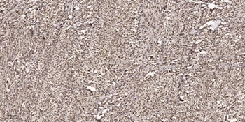 Cyclin D1 (phospho Thr286) rabbit pAb