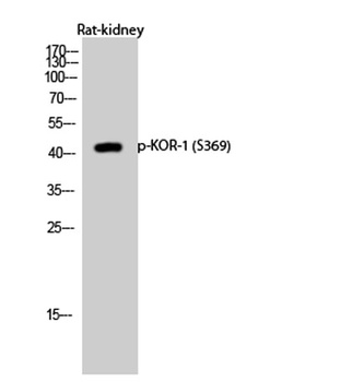 KOR-1 (phospho-Ser369) antibody