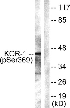 KOR-1 (phospho-Ser369) antibody