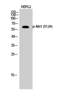 Akt1 (phospho Ser129) rabbit pAb