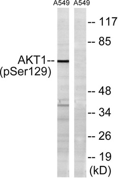 Akt1 (phospho Ser129) rabbit pAb