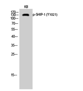 SHIP-1 (phospho Tyr1021) rabbit pAb