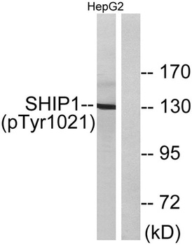 SHIP-1 (phospho Tyr1021) rabbit pAb