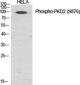 PKD2 (phospho Ser876) rabbit pAb