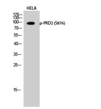 PKD2 (phospho Ser876) rabbit pAb