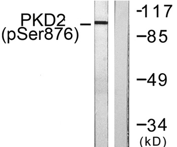 PKD2 (phospho Ser876) rabbit pAb