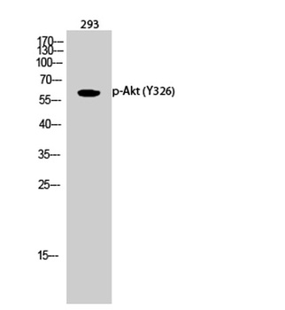 Akt (phospho Tyr326) rabbit pAb