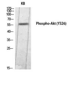 Akt (phospho Tyr326) rabbit pAb