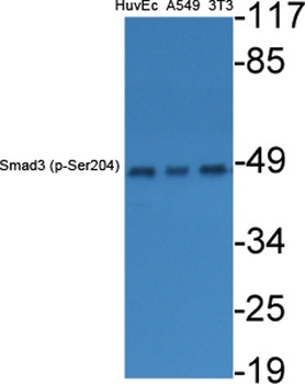Smad3 (phospho Ser204) rabbit pAb