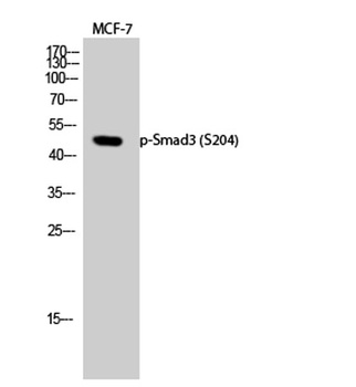 Smad3 (phospho-Ser204) antibody