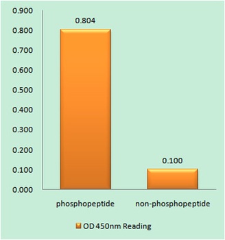 mTOR (phospho Thr2446) rabbit pAb