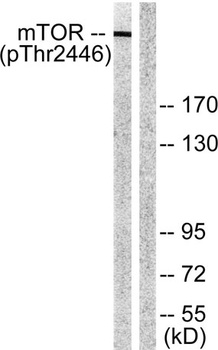mTOR (phospho-Thr2446) antibody
