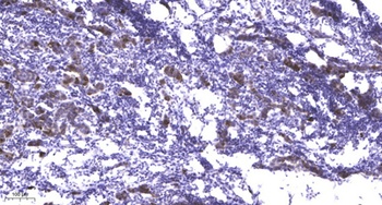 mTOR (phospho Thr2446) rabbit pAb