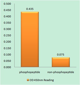 Caspase-8 (phospho Tyr380) rabbit pAb